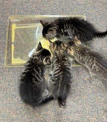 kittens eating